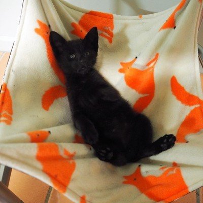 For Cats