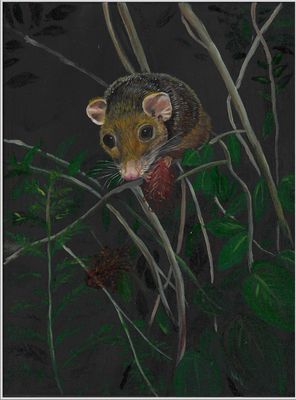 Arthur The Ringtail Possum Limited Print