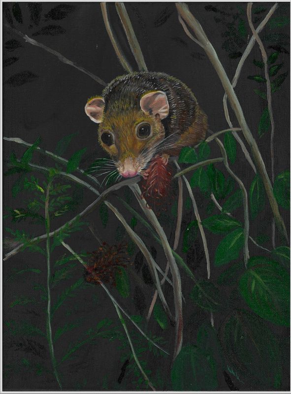 Arthur The Ringtail Possum Limited Print