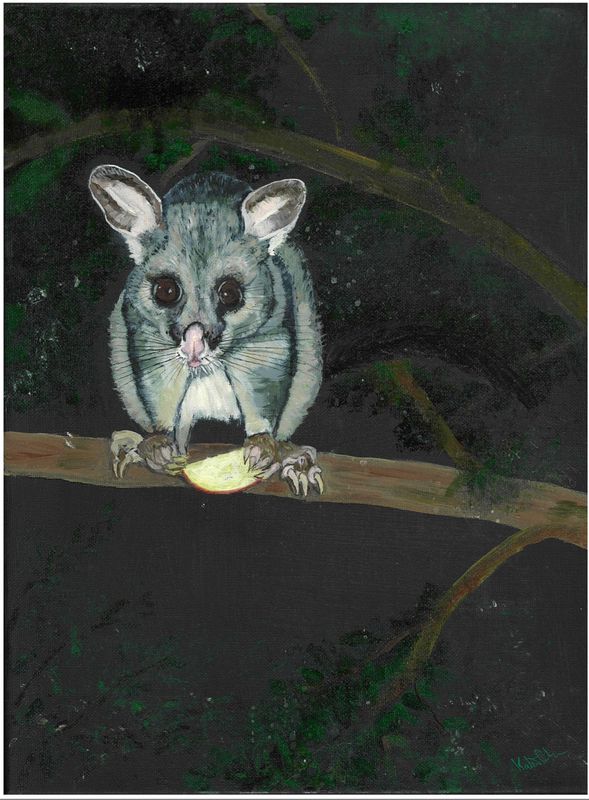 Derek the Brush-tail Possum limited print by Katina Balson