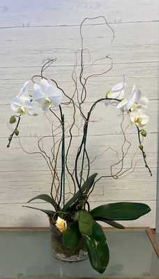 Coastal Phalaenopsis Orchid