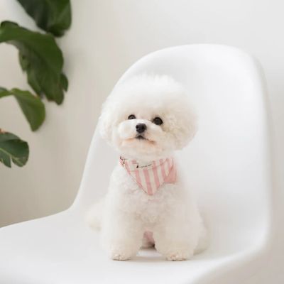 Pet Bandana Collar Daisy (Medium)