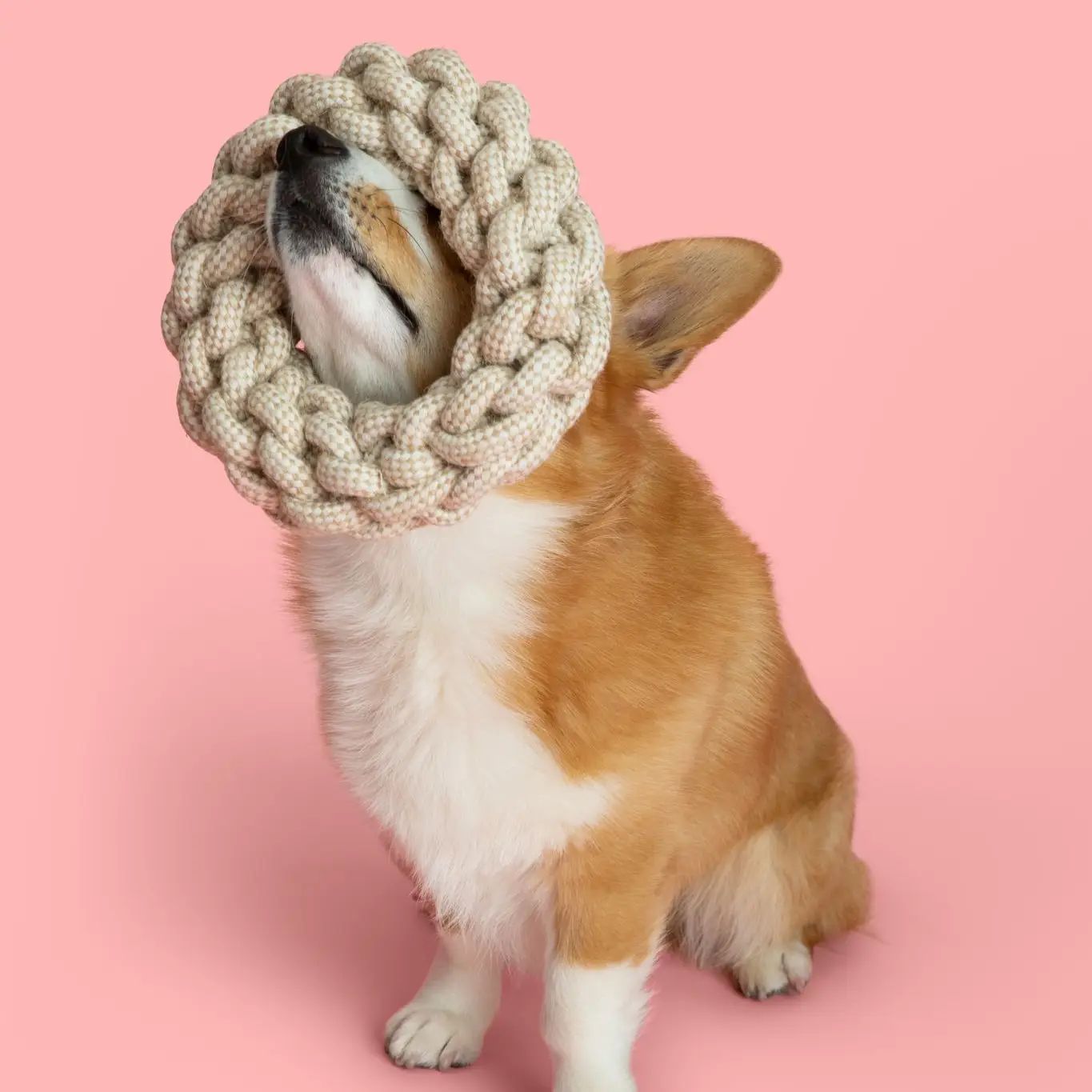 Scout Donut - Dog Toy