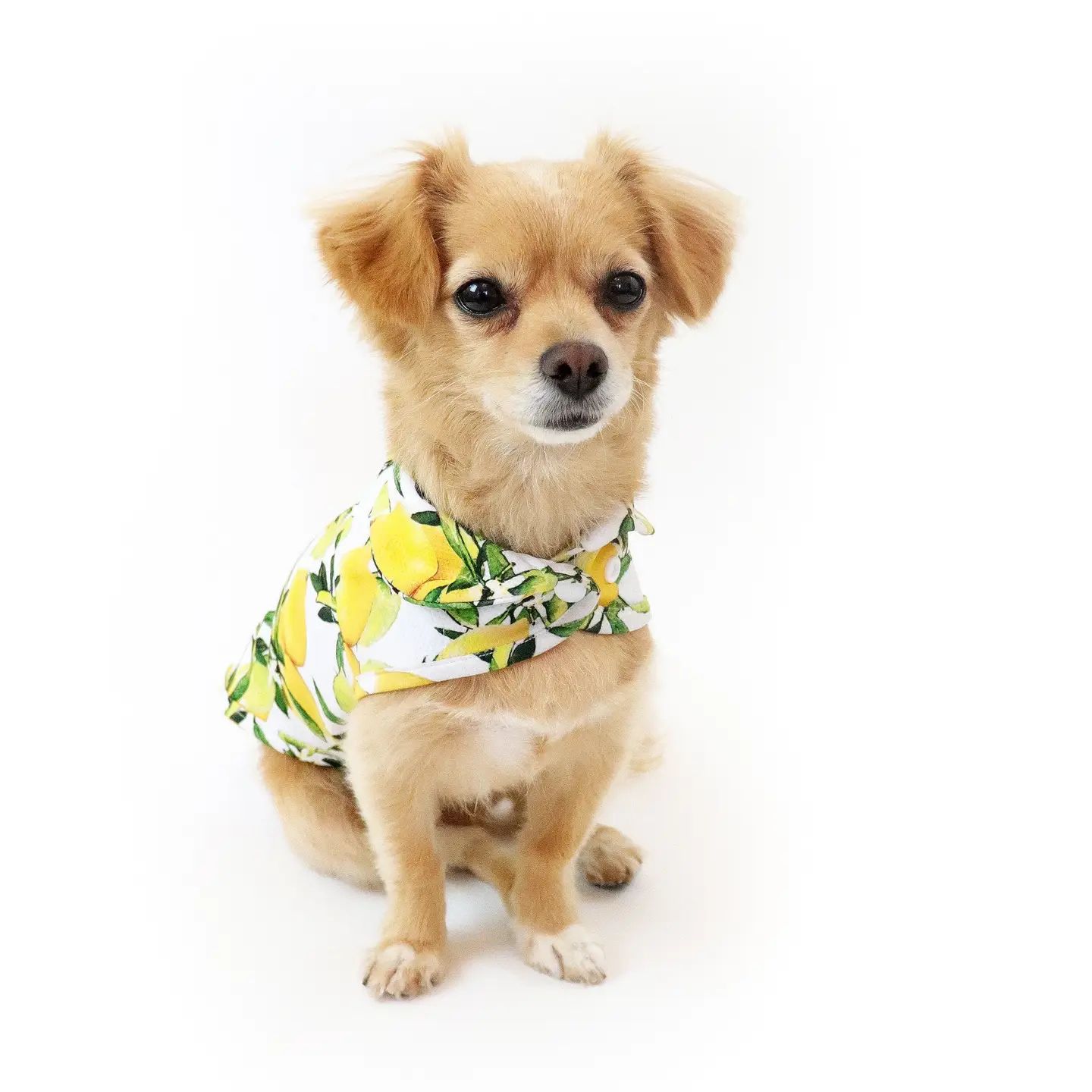 Lemon Cooling Jacket, Size: X-Small