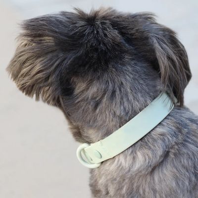 Mint Green - Waterproof Dog Collar