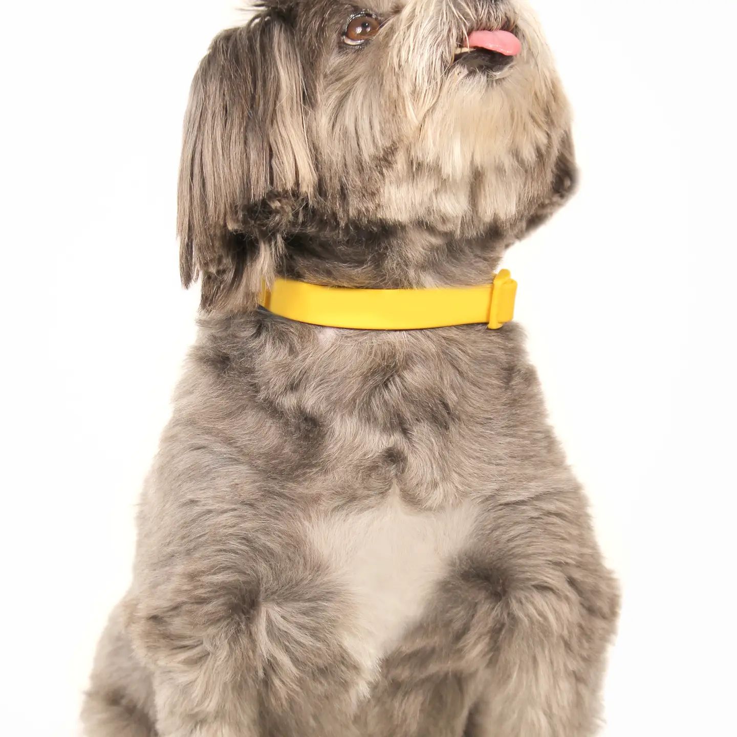 Sunny Yellow - Waterproof Dog Collar, Size: Small