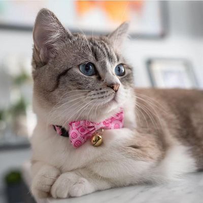 Kiku Ribbon Bow Tie Cat Collar