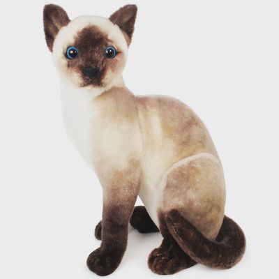 Stefan the Siamese Cat
