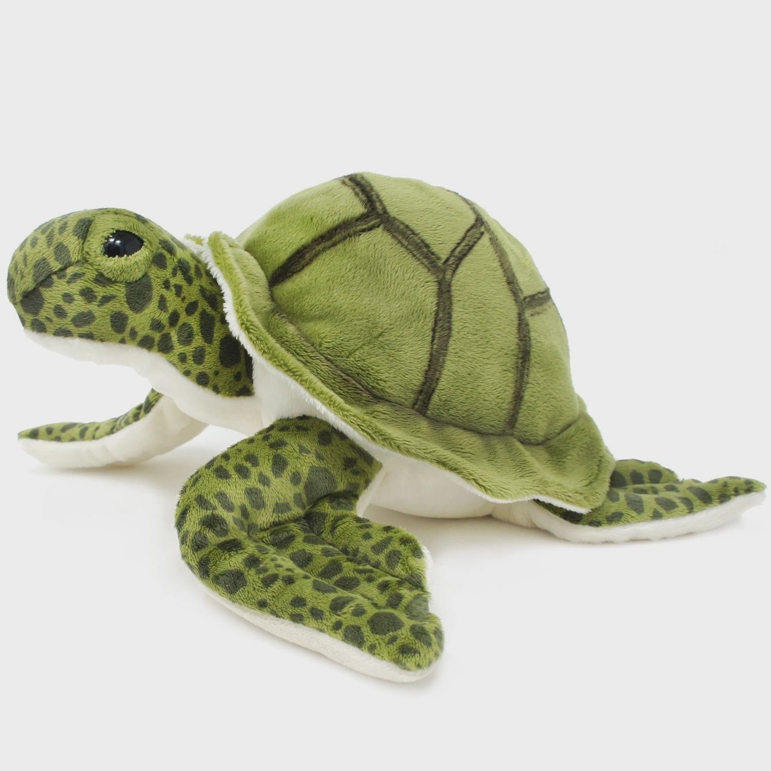 Turquoise the Green Sea Turtle