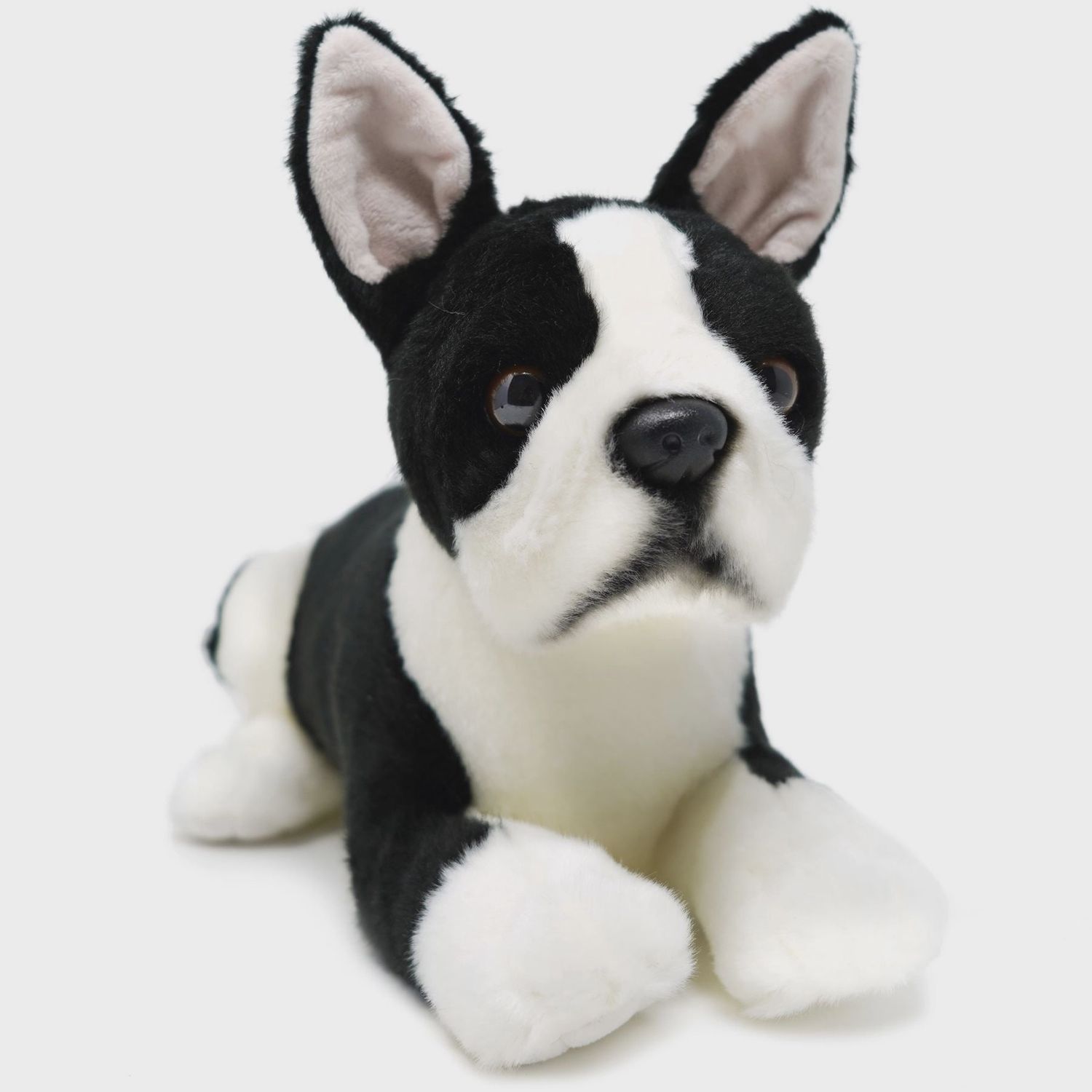 Baxter the Boston Terrier