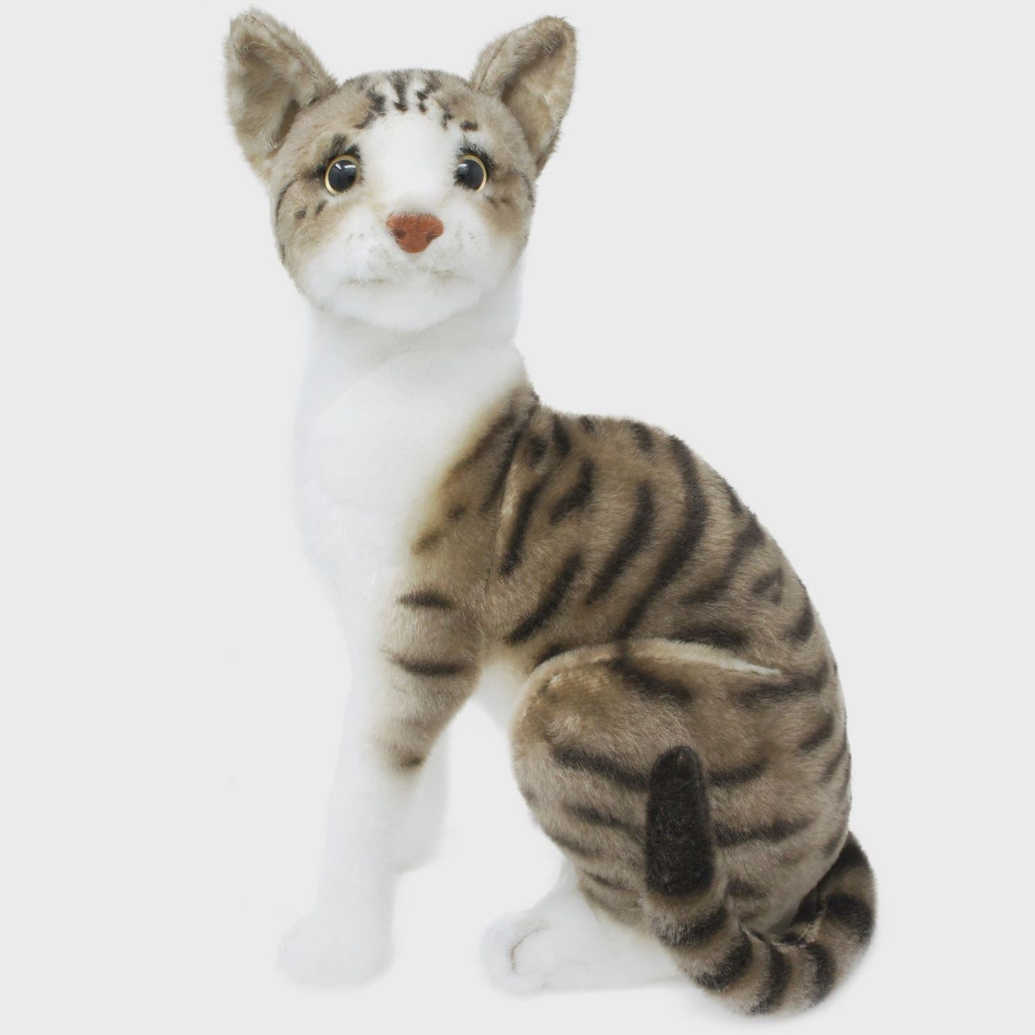 Amy the American Shorthair Cat