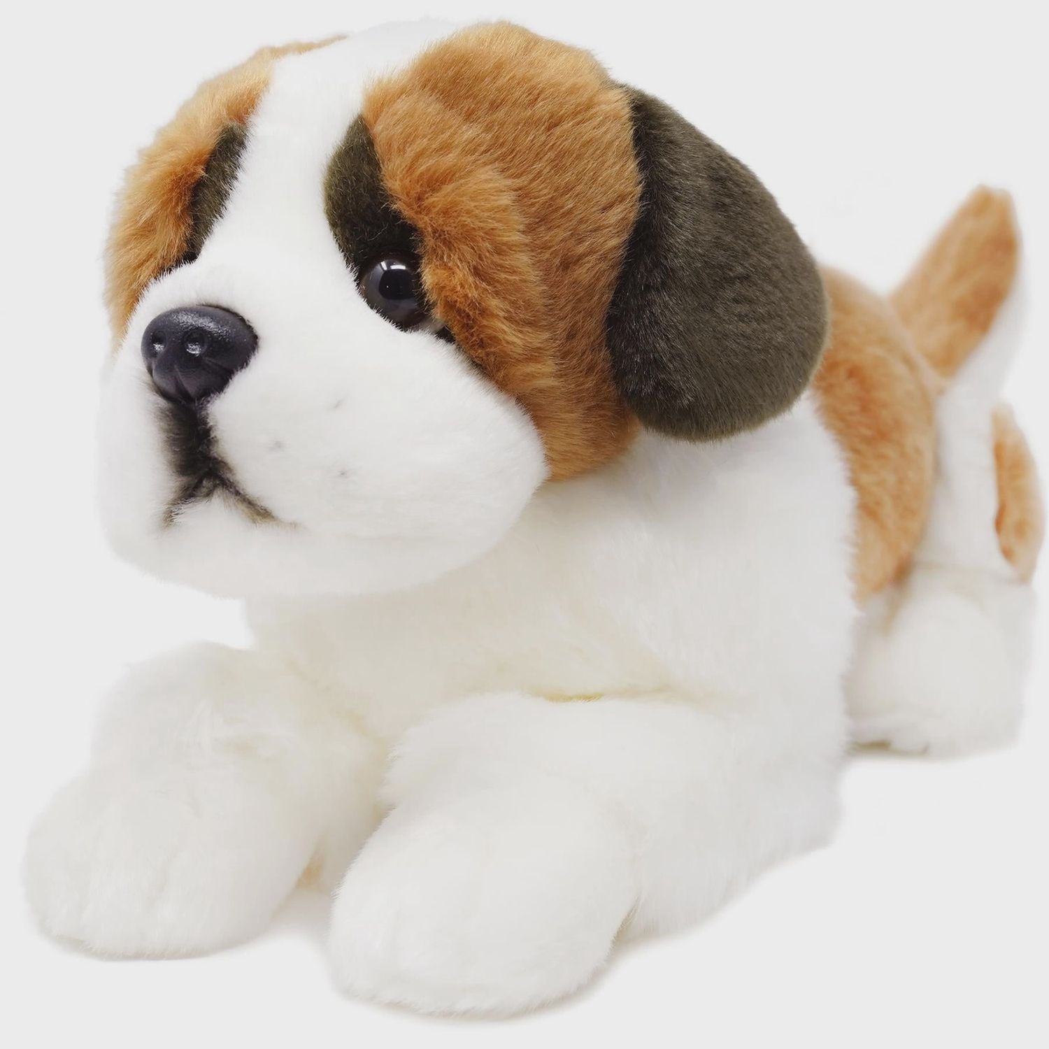 Bernadette the Saint Bernard