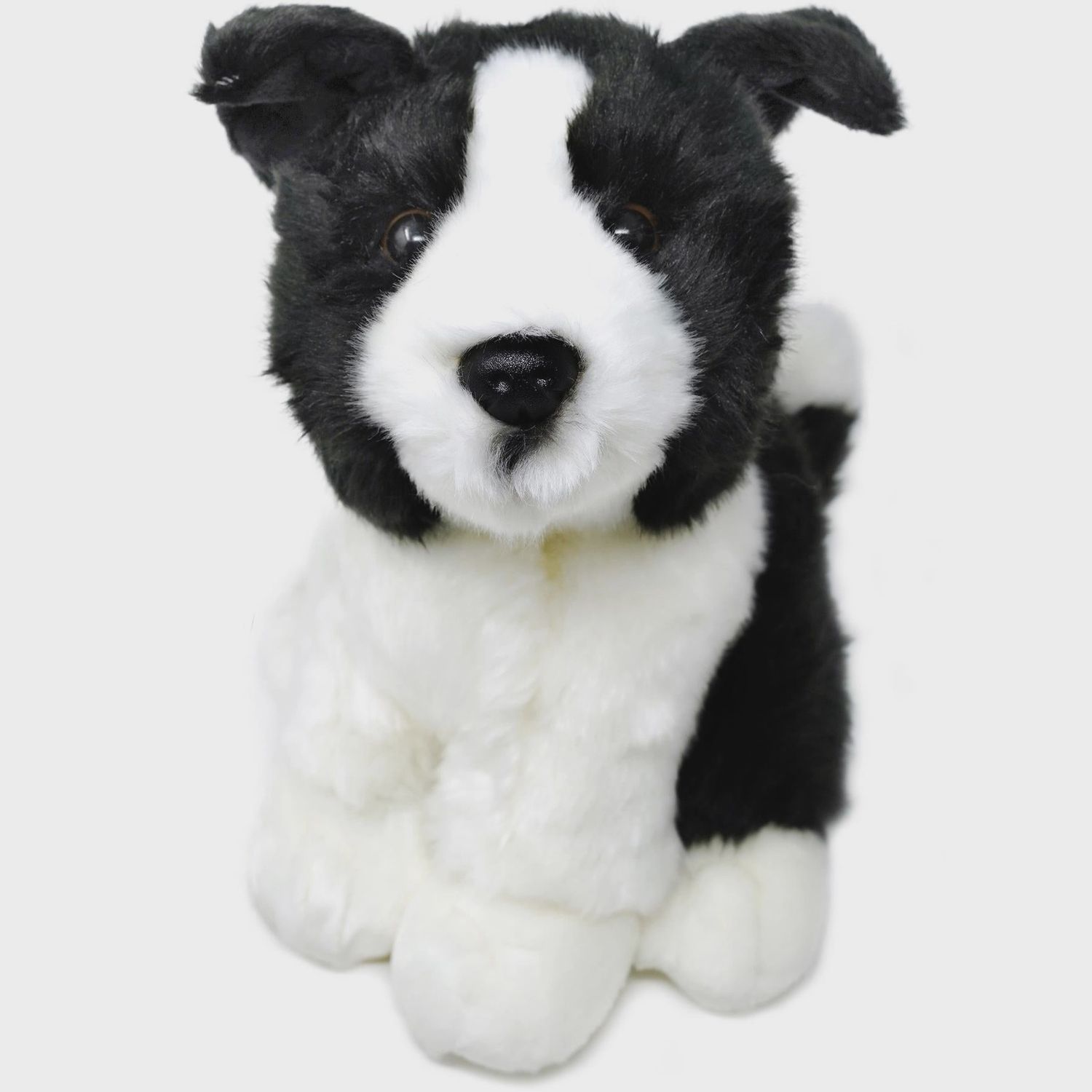Borna the Border Collie