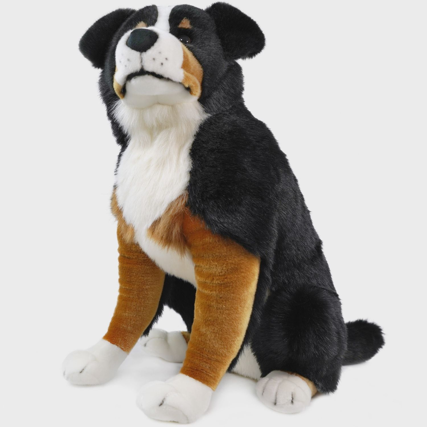 Bryson the Bernese Mountain Dog