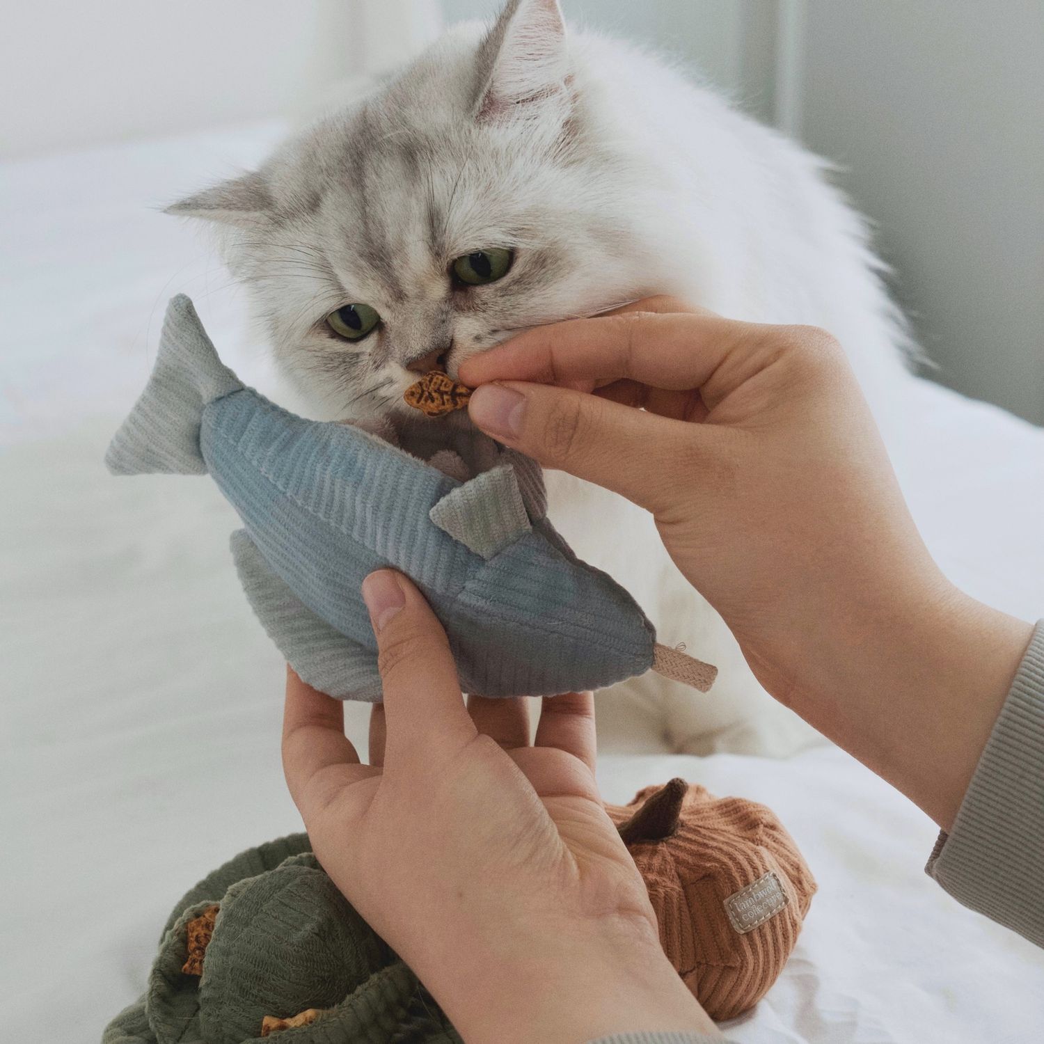 Kitty Trout