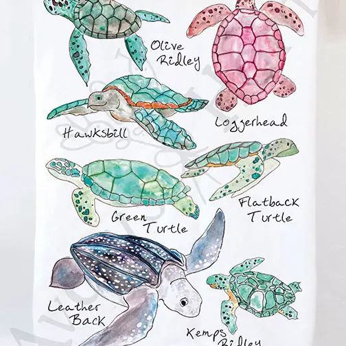 Sea Turtles - Kitchen Towel
