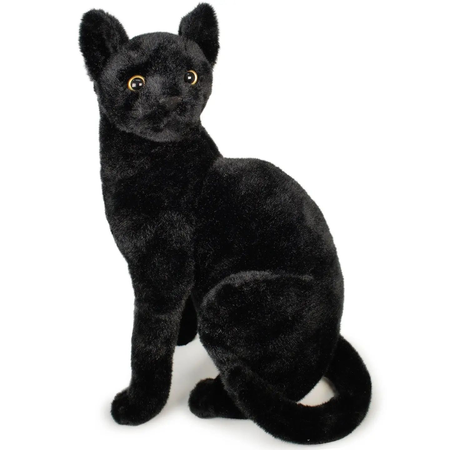 Boone the Black Cat