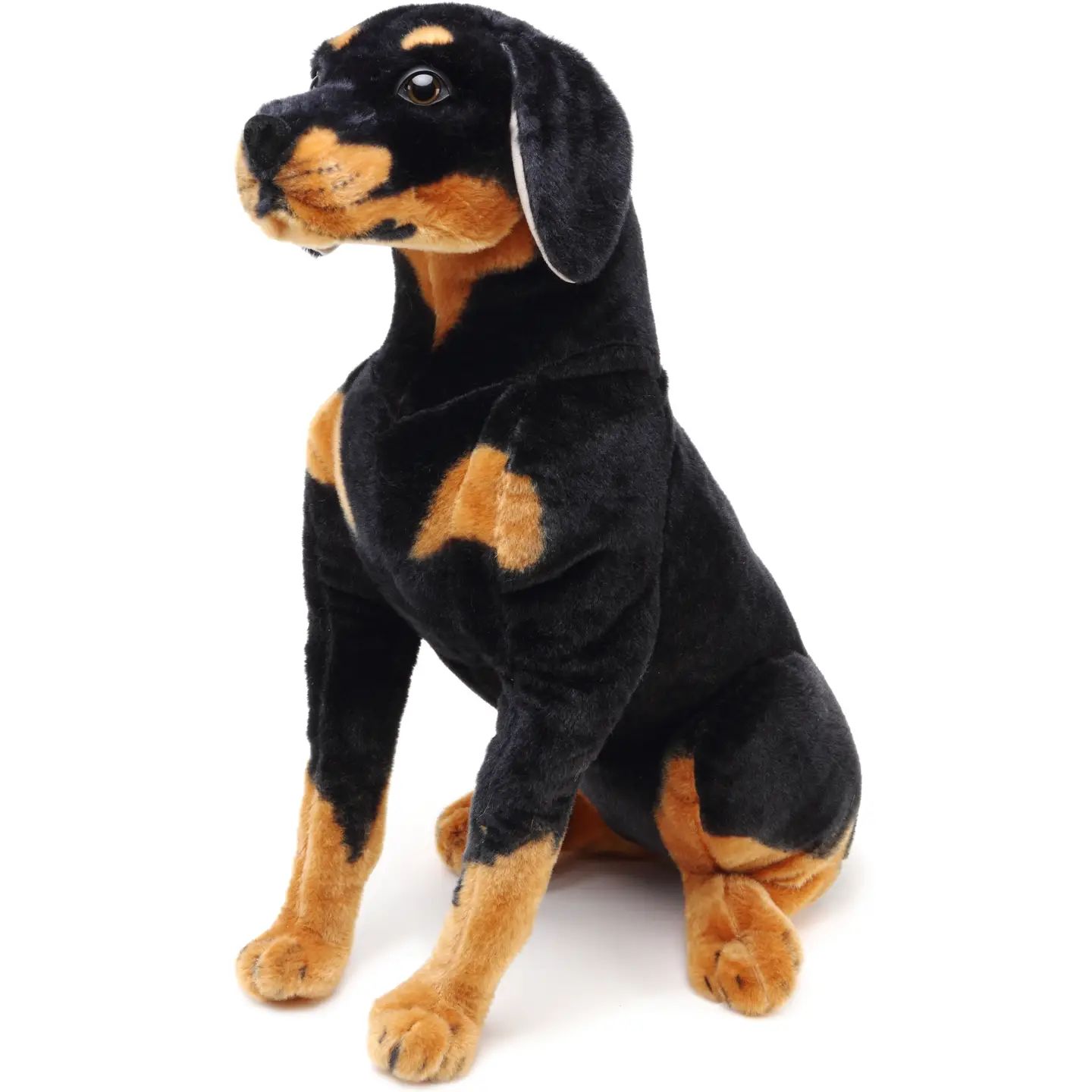Robbie the Rottweiler