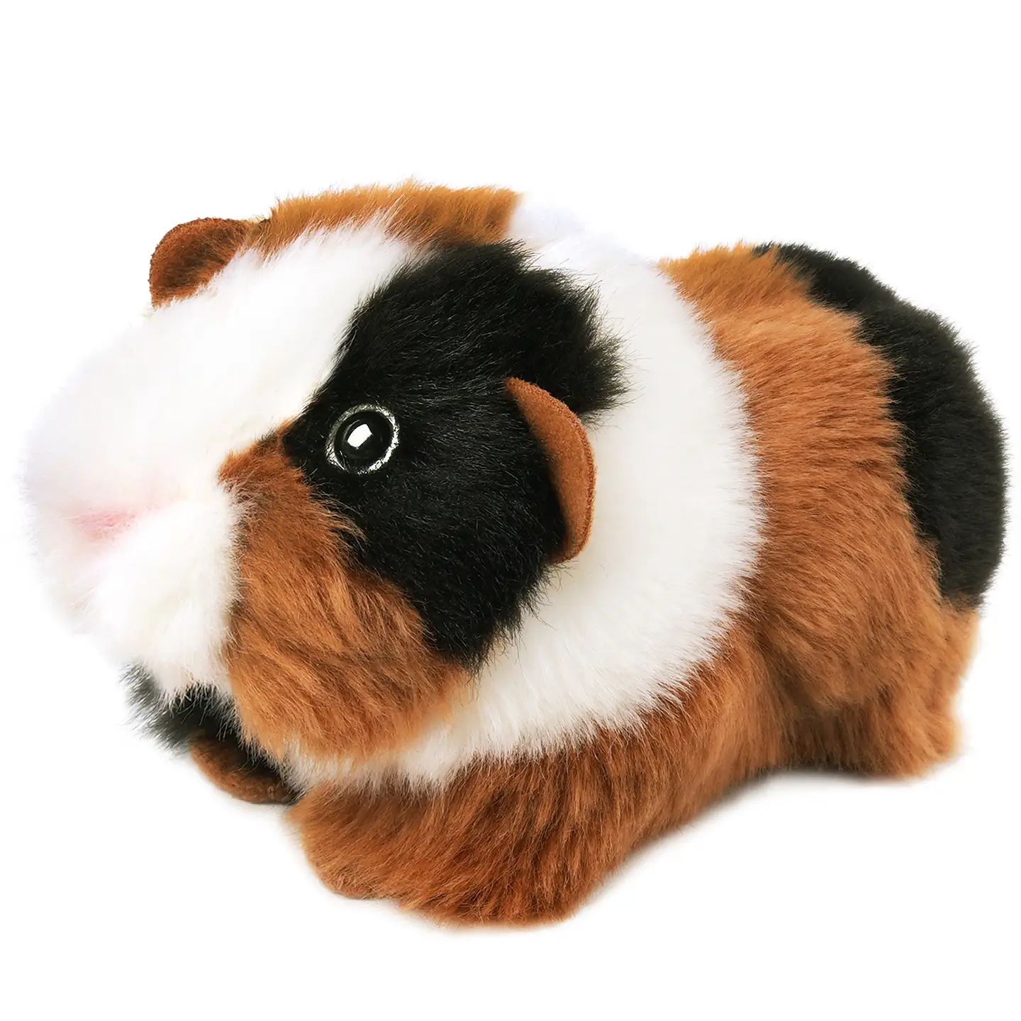 Gigi the Guinea Pig