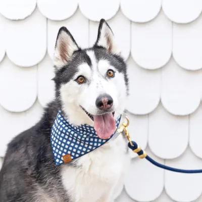 Dog Products