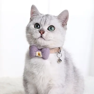 Collars and Leashes