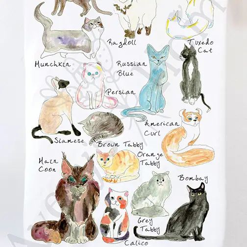 Cat Breeds - Kitchen Towel