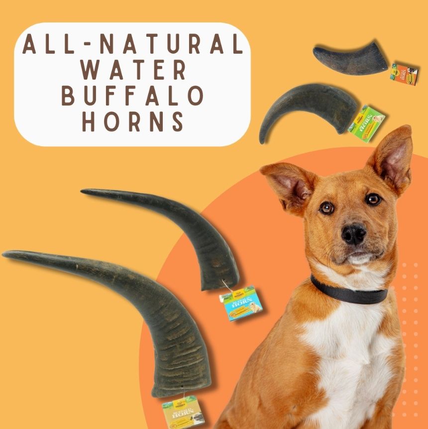Water Buffalo Horn