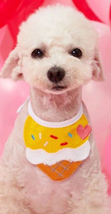 Ice Cream Pet Bib, Size: Small