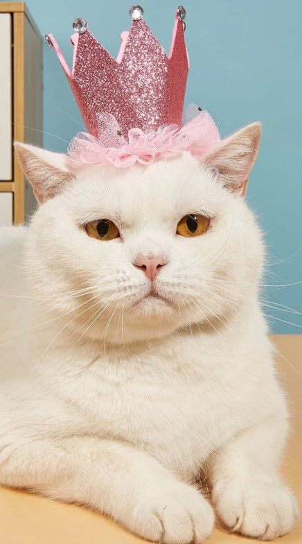 Crown Design Pet Hat
