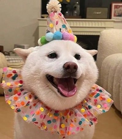 Pet Birthday Hat, Scarf &amp; Bib