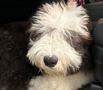 Sprocket&#39;s Picks