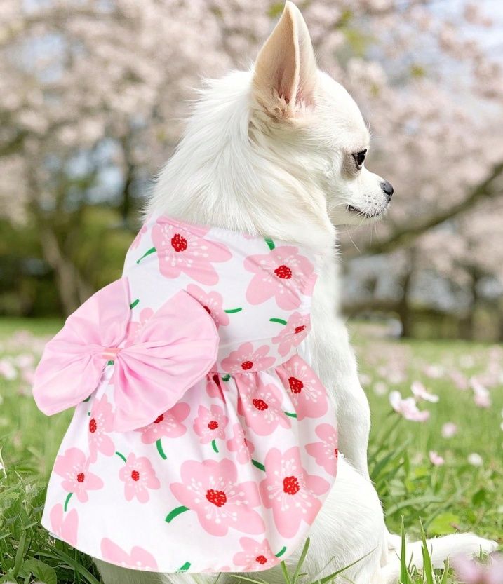 Floral Summer Cute Dress