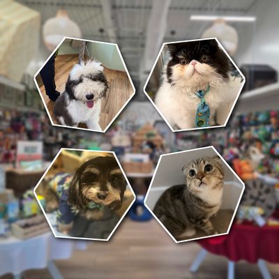 Pet Picks