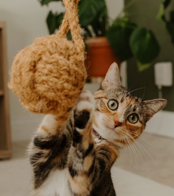 Cat Toy Made of Coconut Rope - Cocoball