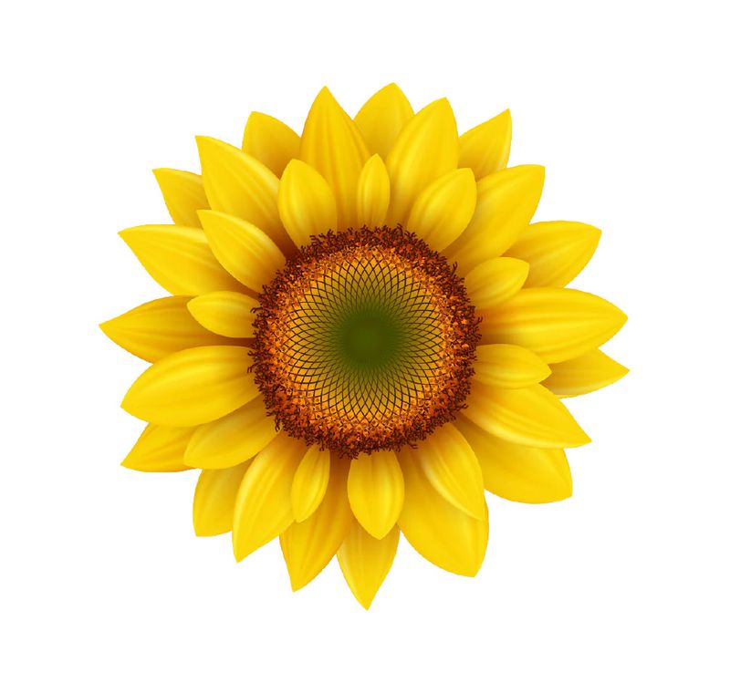 Sunflower Interchangeable Badge Buttons