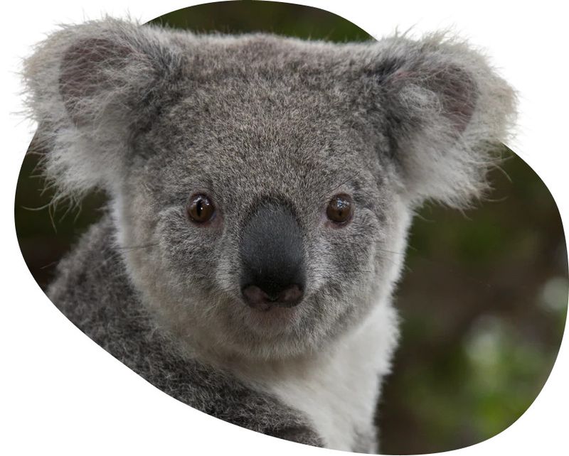 Koala -The Lounge Bracelet