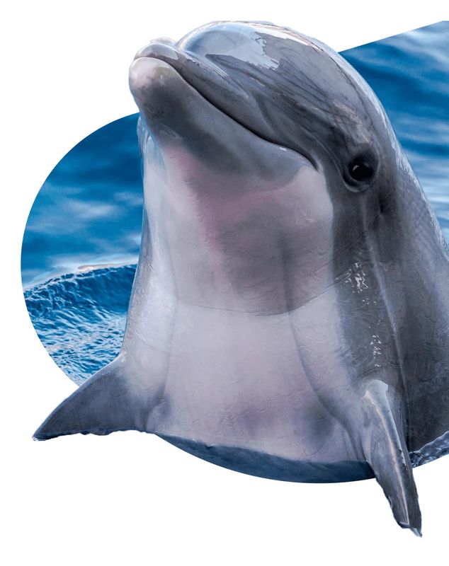 Dolphin-The Odyssey Bracelet