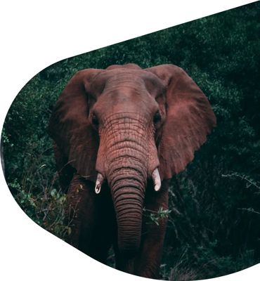 Elephant -The Expedition Bracelet