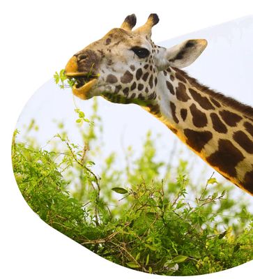 Giraffe -The Trek Bracelet