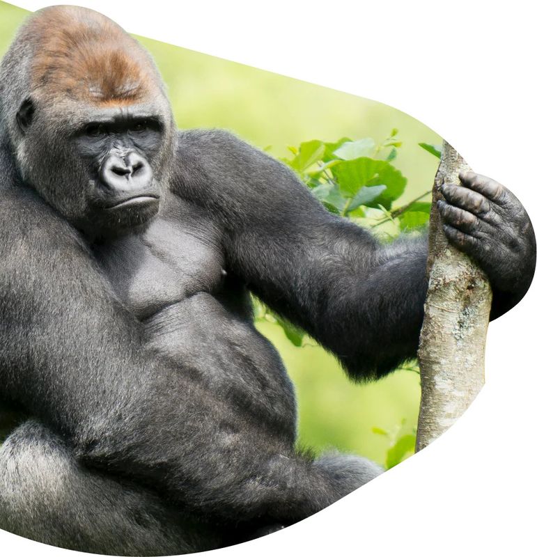 Gorilla -The Traverse Bracelet