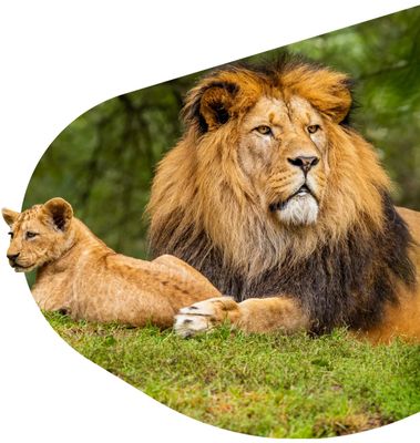 Lion -The Excursion Bracelet