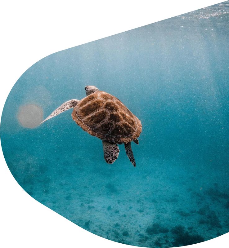 Sea Turtle-The Journey Bracelet