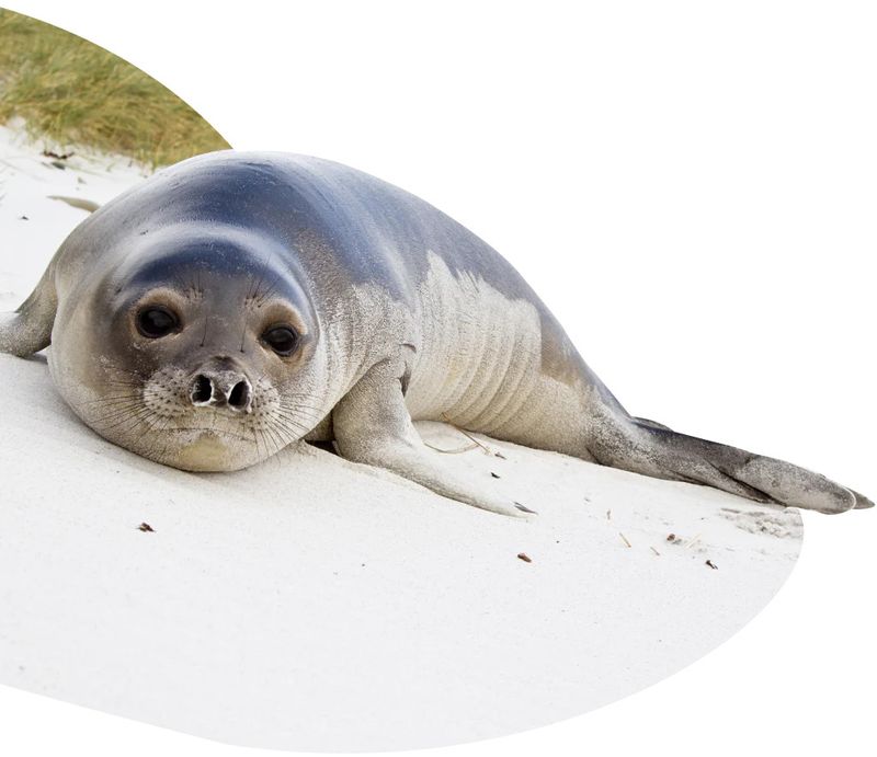 Seal-The Glide Bracelet