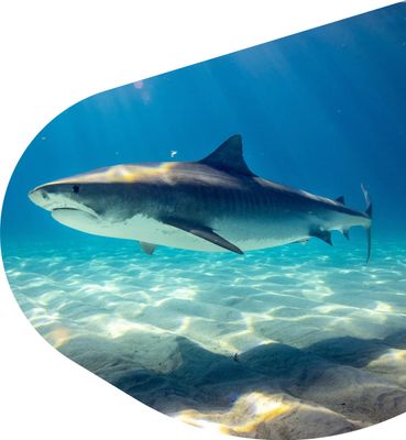 Shark-The Voyage Bracelet