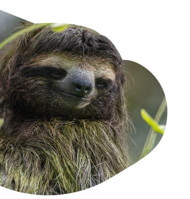 Sloth -The Wander Bracelet