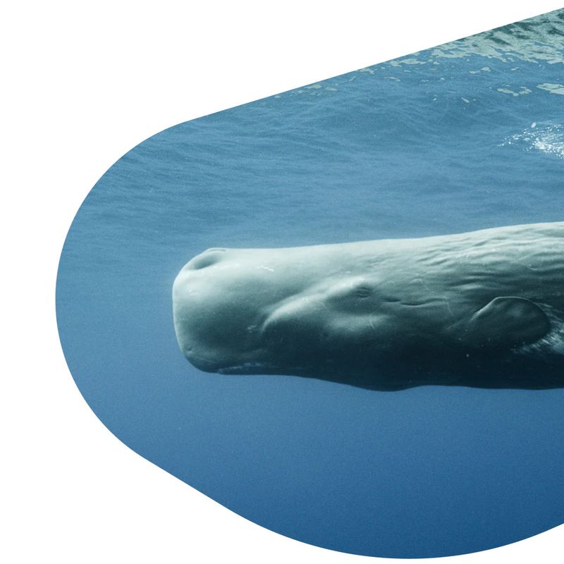 Whale -The Wayfare Bracelet