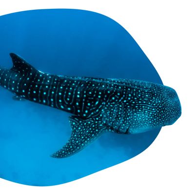 Whale Shark -The Quest Bracelet