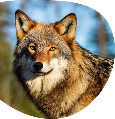 Wolf -The Scout Bracelet