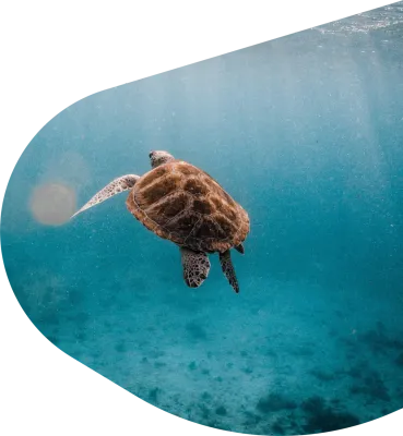 Sea Turtle