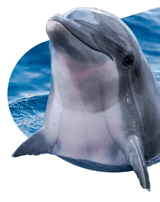 Dolphin